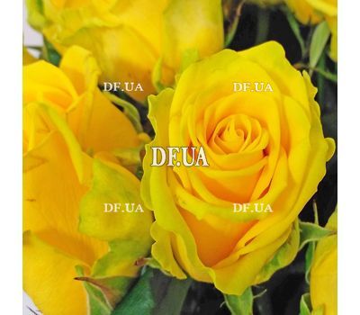Bouquet of 21 yellow roses - view 2