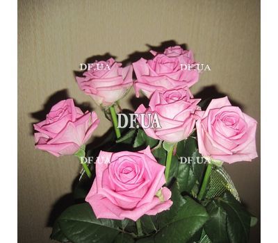 Bouquet of 7 roses view 3