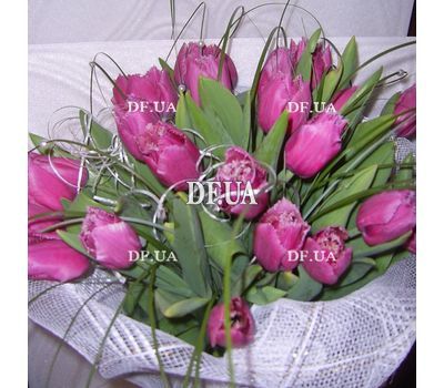 Purple tulips - view 1