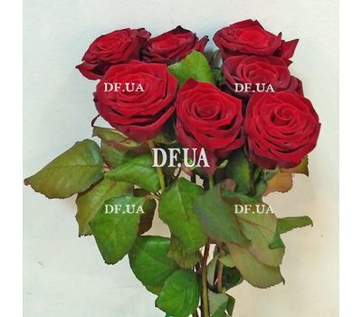 Simple bouquet of 7 roses view 1