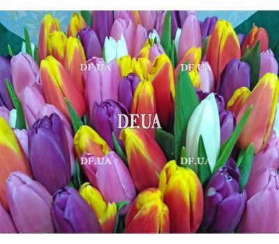101 tulip - view 3