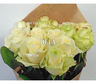 15 white roses - view 2