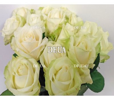 15 white roses - view 5
