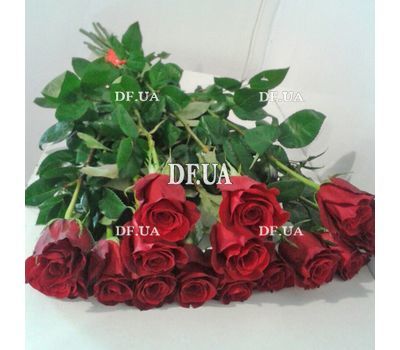 15 roses 1 meter - view 1
