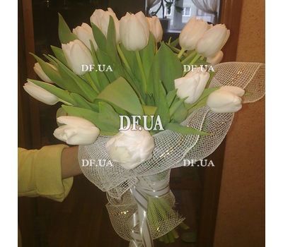 21 white tulip - view 4