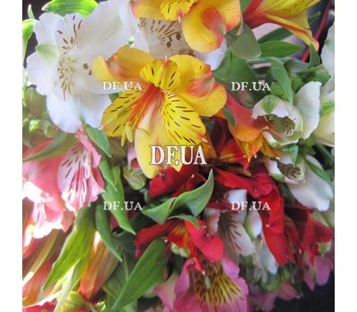 Nice bouquet of alstroemerias - view 2
