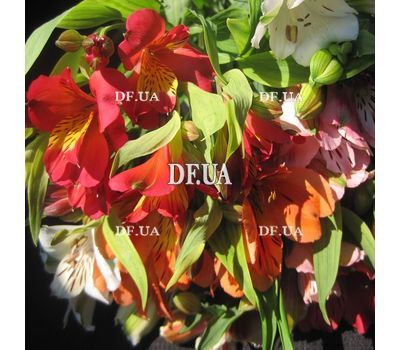 Nice bouquet of alstroemerias - view 3