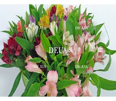 Bouquet of 15 alstromeries - view 3