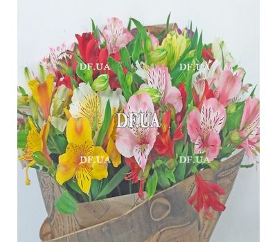 Bouquet of 15 alstromeries - view 6