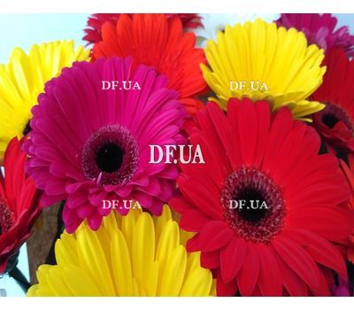 Bouquet of 25 gerberas - view 3