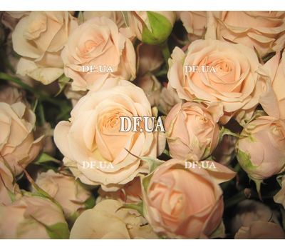 Bouquet of 25 cream spray roses - view 2