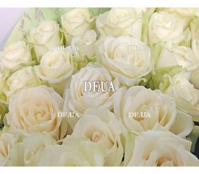 Bouquet of 25 roses of short - view 1