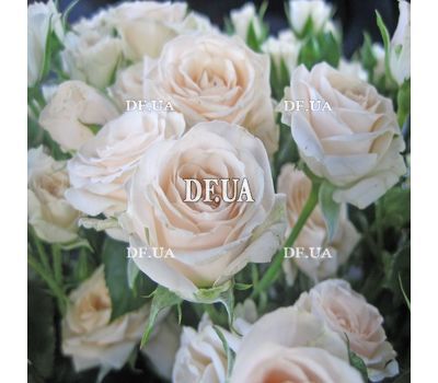 Bouquet of cream spray roses - view 3