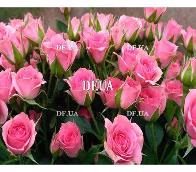 Bouquet of pink rose spray - view 3