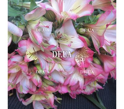 Bouquet of pink flowers alstroemerias - view 3