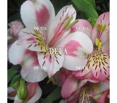 Bouquet of pink flowers alstroemerias - view 4