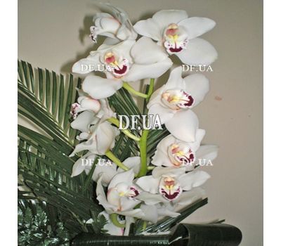 Bouquet from a branch of a white orchid - view 2