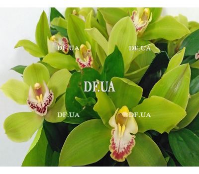 Bouquet of green orchids cimbidium - view 3