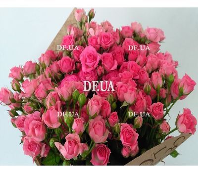 Bouquet of small pink shrub roses - view 1