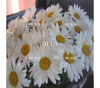 Bouquet of chamomiles - view 1