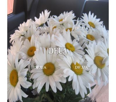 Bouquet of chamomiles - view 2