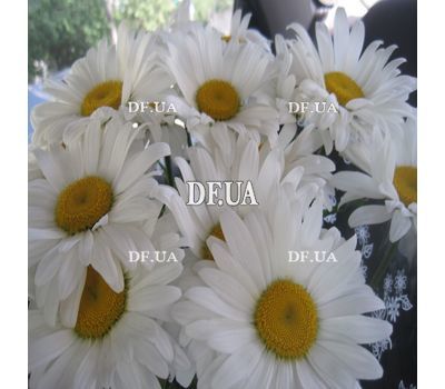 Bouquet of chamomiles - view 3