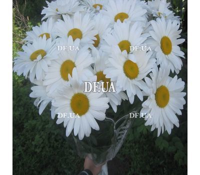 Bouquet of chamomiles - view 5