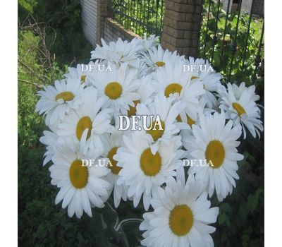 Bouquet of chamomiles - view 6