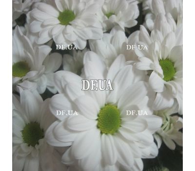 A bouquet of chamomiles - view 1