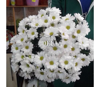 A bouquet of chamomiles - view 2