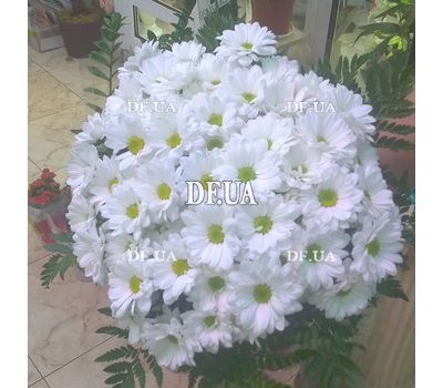 A bouquet of chamomiles - view 3