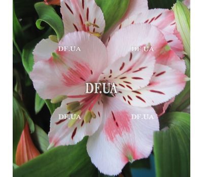 Alstroemeria flowers in bouquet - view 6