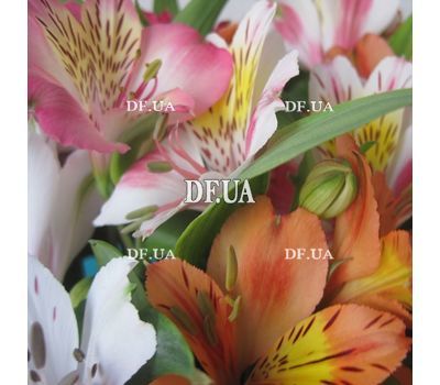Alstroemeria flowers in bouquet - view 7