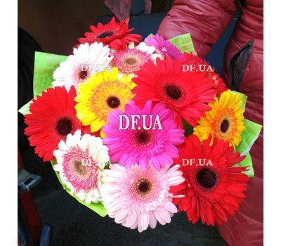 Gerberas to buy - view 1