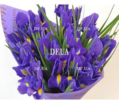 Irises purple - view 3