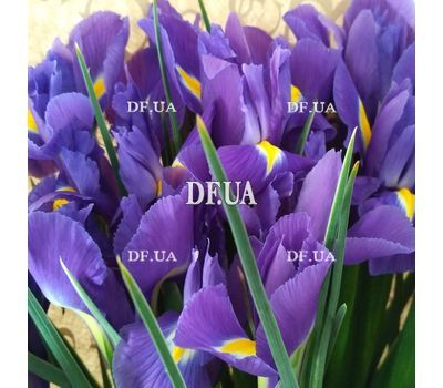 Irises in a bouquet - view 3