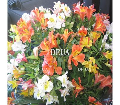 Basket of 25 Alstroemeria - view 2