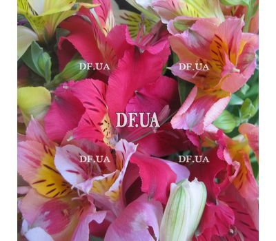 Buy bouquet of alstroemerias - view 2