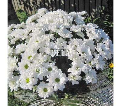 Купити ромашки із доставкою - вид 7