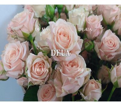 Small roses - view 1