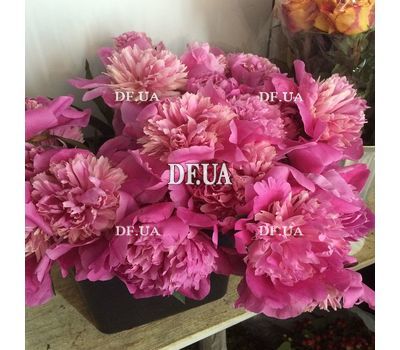 Peonies in a bouquet - view 1