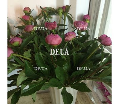 Peonies in a bouquet - view 2
