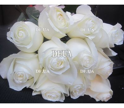 Roses sort Mondial - view 1