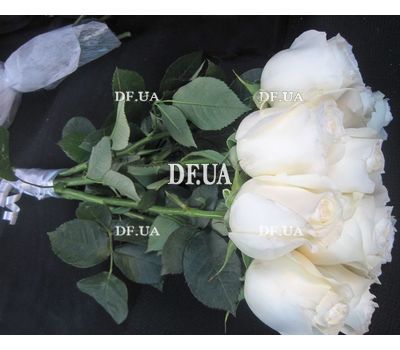 Roses sort Mondial - view 2