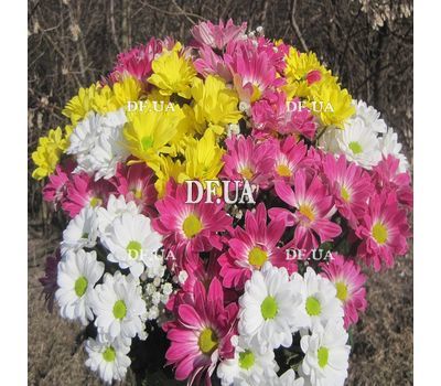 Chrysanthemum bouquet - view 3