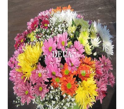 Chrysanthemum - view 1