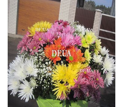 Chrysanthemum - view 2