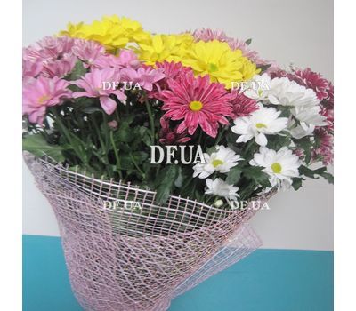 Chrysanthemum - view 3