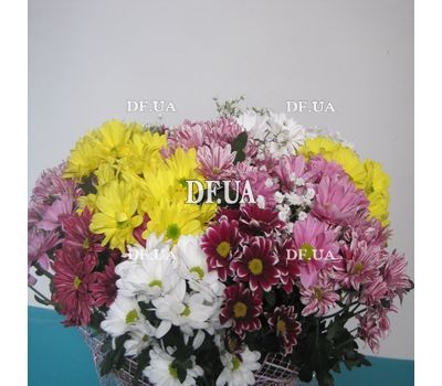 Chrysanthemum - view 4