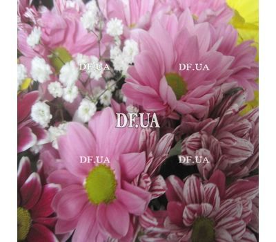 Chrysanthemum - view 5